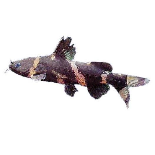 Аквариумная рыбка касатка фото