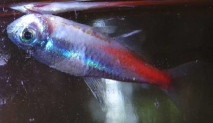 Болезни аквариумных рыб фото и их лечение неон