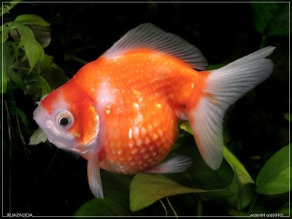 Болезни золотых рыб аквариумных симптомы фото лечение