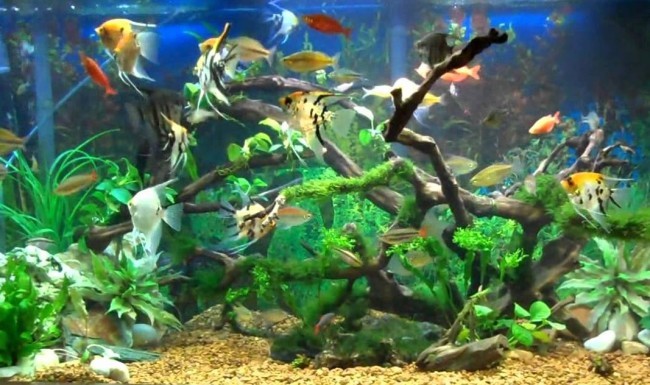 Совместимость аквариумных рыбок