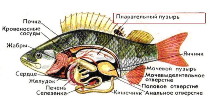 Строение рыб: описание,внешний вид,нервная система,кровеносная система