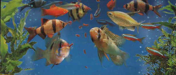 Как и чем питаются аквариумные рыбки?