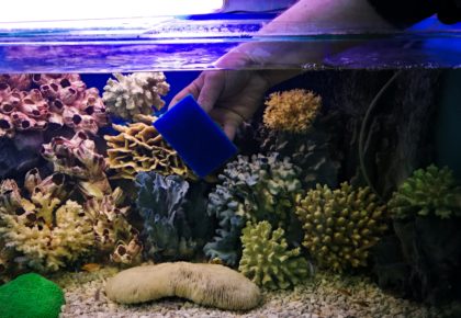 Улитки чистят стенки аквариума