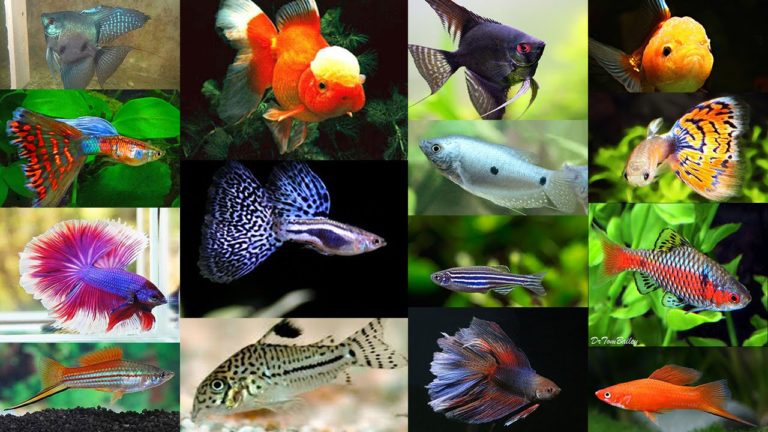 Живородящие аквариумные рыбки описание разведение фото видео