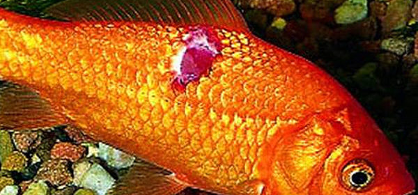 Рыбки аквариумные болезни красные пятна на