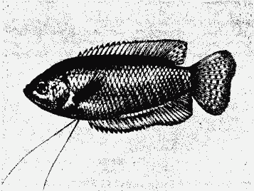Радужная рыбка, трихогастер.— Trichogaster fasciatus Bl.