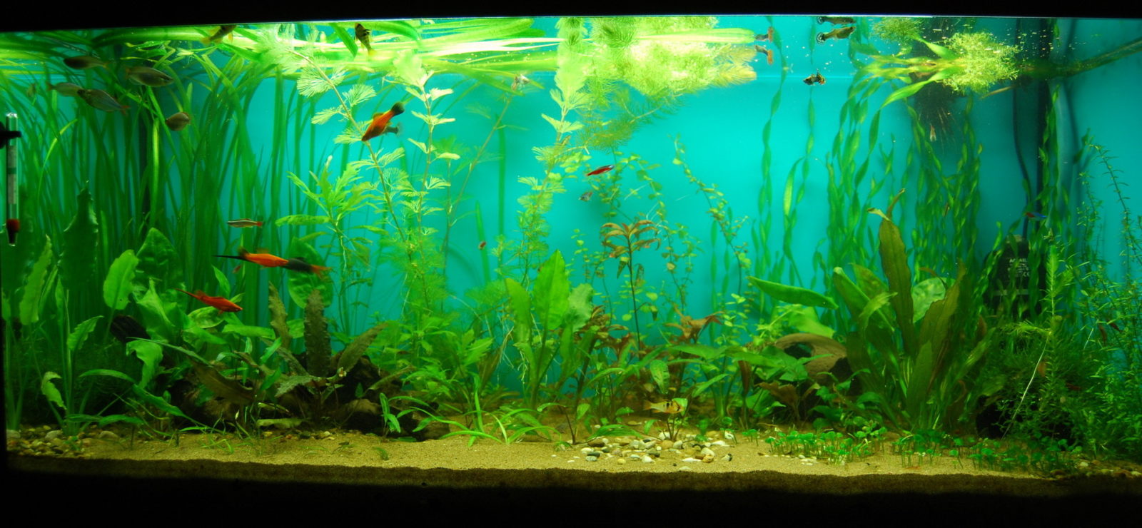 Подмена воды в аквариуме: фото,описание,видео