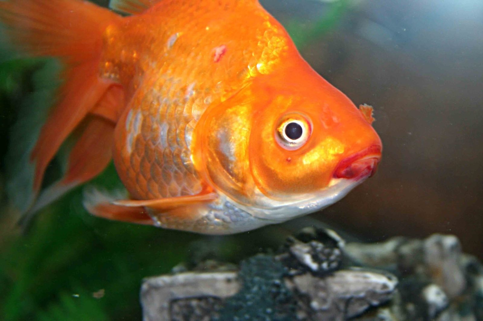 Рыбки аквариумные болезни красные пятна на