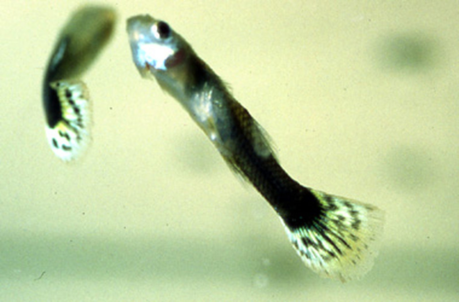 Болезнь черных пятен у аквариумных рыб