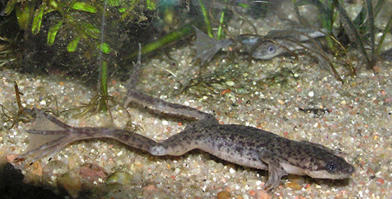 Himenochir žaba u akvariju - opis, reprodukcija, sadržaj, fotografija, video.