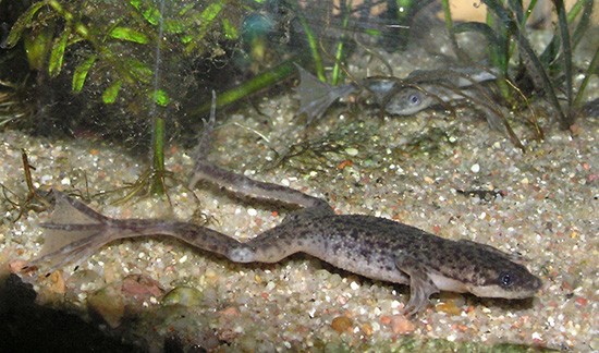 Лягушка Гименохирус в аквариуме — описание,размножение,содержание,фото,видео
