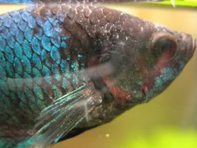 Рыбки аквариумные болезни красные пятна на thumbnail