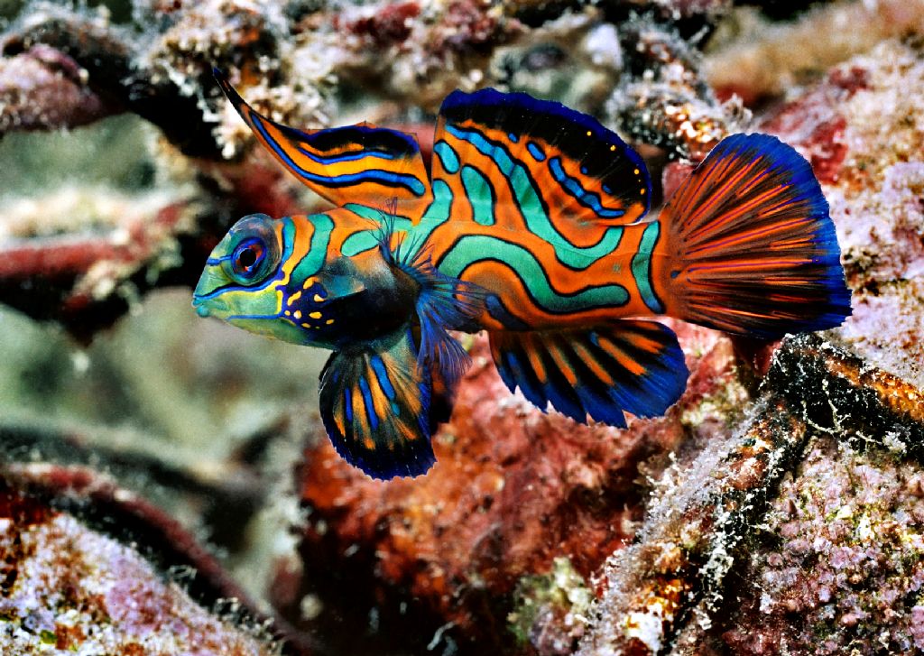 Тропические рыбки для аквариума фото с названиями