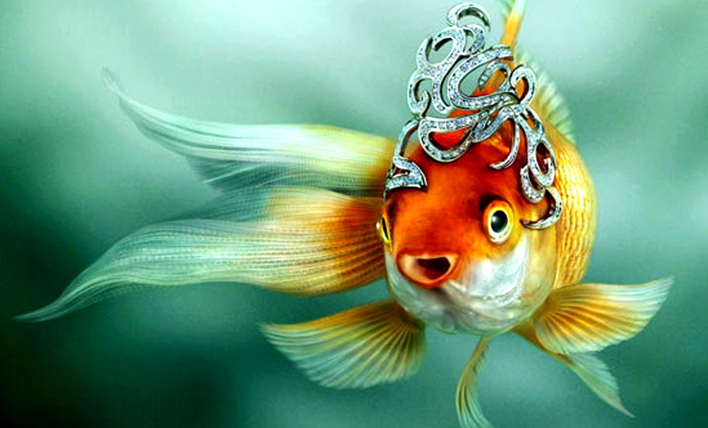 Золотые рыбки разных видов: видео.