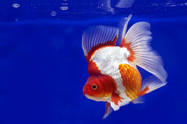 12 3.ryukin goldfish