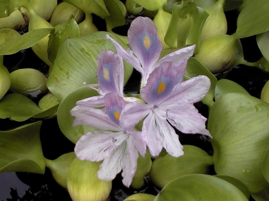 Эйхорния отличная или красивейшая, водяной гиацинт (Eichhornia crassipes) или зеленая чума