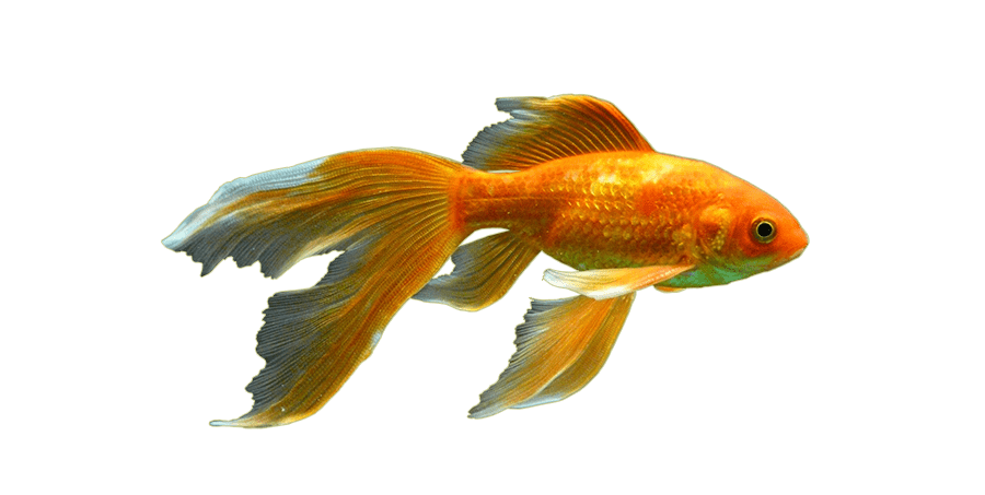 Золотые рыбки: виды,фото и названия.