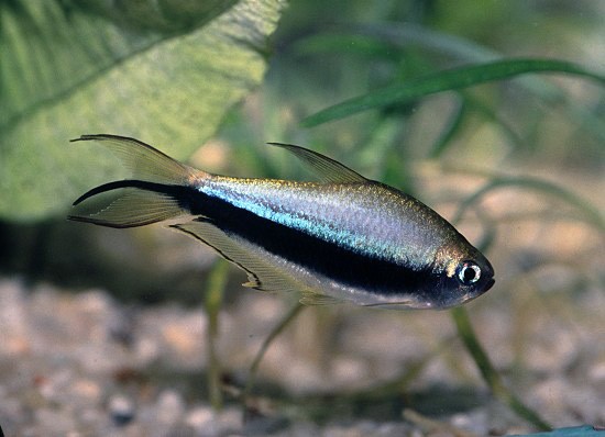 Как определить у аквариумных рыбок половые различия?