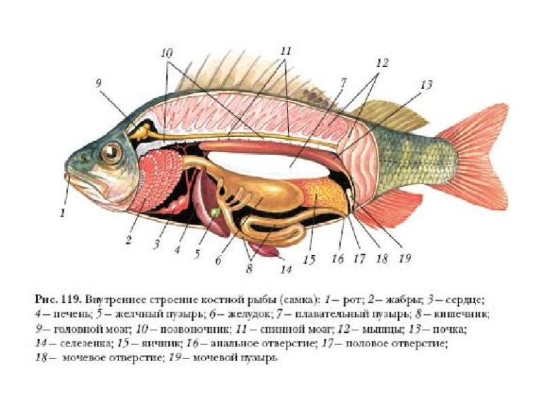 Где у рыбы сердце находится фото