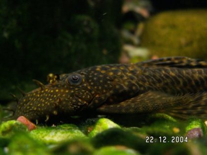 Правильный уход и размножение аквариумных рыбок неонов