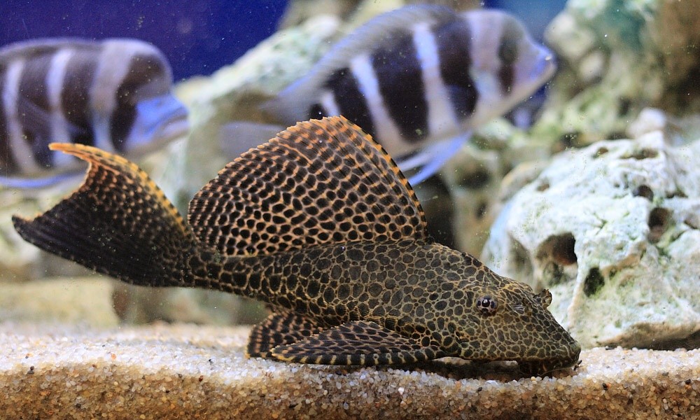Парчовый глиптоперихт (Glyptoperichthys gibbiceps): содержание и размножение