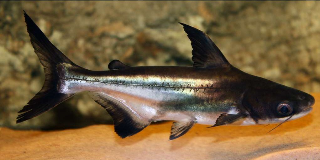 Акулий сом, пресноводная акула, сиамский пангасиус: описание и содержание.