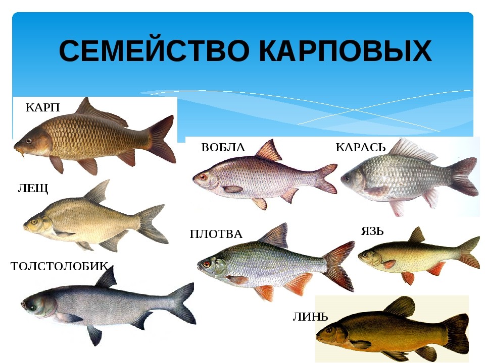 Названия плотвы в разных регионах России