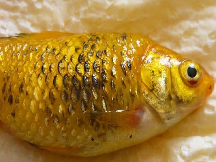 Золотая рыбка лечение. Лепидортоз аквариумных рыб. Аэромоноз аквариумных рыб. Ихтиоспоридиоз ихтиофоноз. Краснуха карпа (аэромоноз).