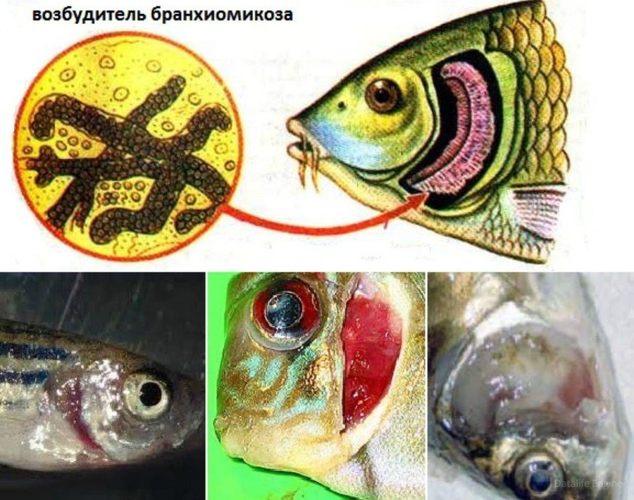 Патология жабер у человека. Бранхиомикоз рыб возбудитель. Бранхиомикоз аквариумных рыбок. Бранхиомикоз рыб симптомы. Болезни аквариумных рыб бранхиомикоз (жаберная гниль).
