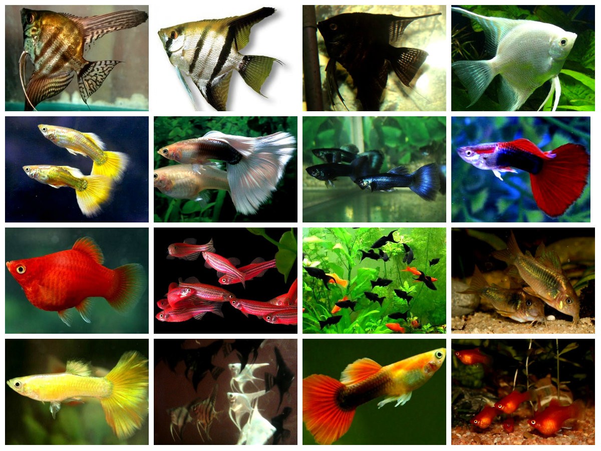 Виды аквариумных рыбок фото и названия