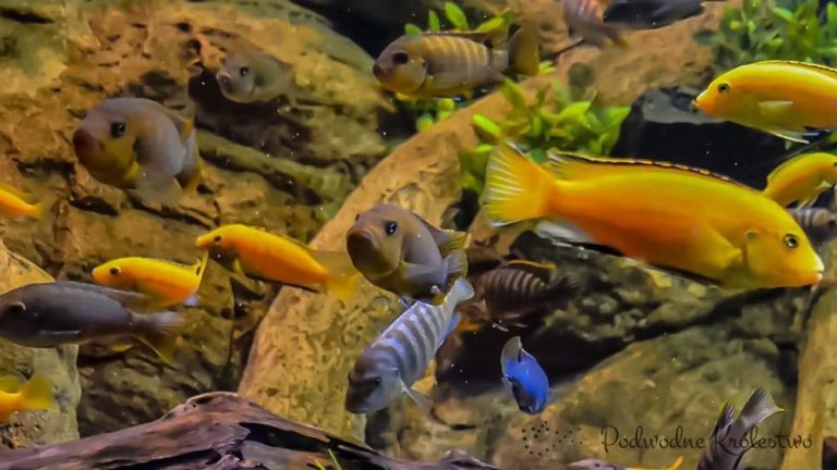 какие речные рыбы могут жить в аквариуме