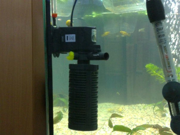 Можно выключать фильтр в аквариуме
