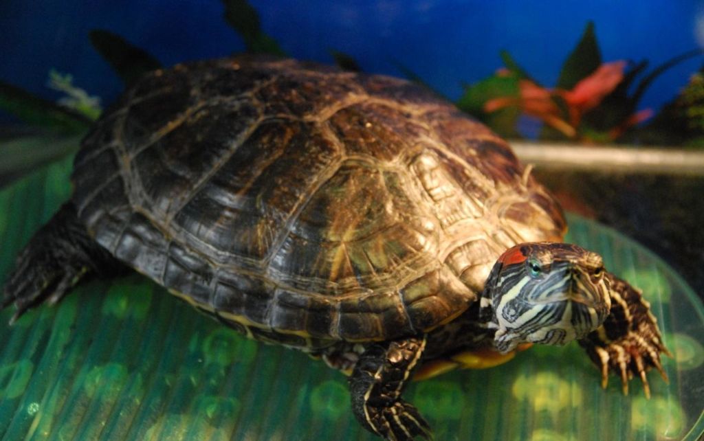 Красноухая черепаха - недешёвая 