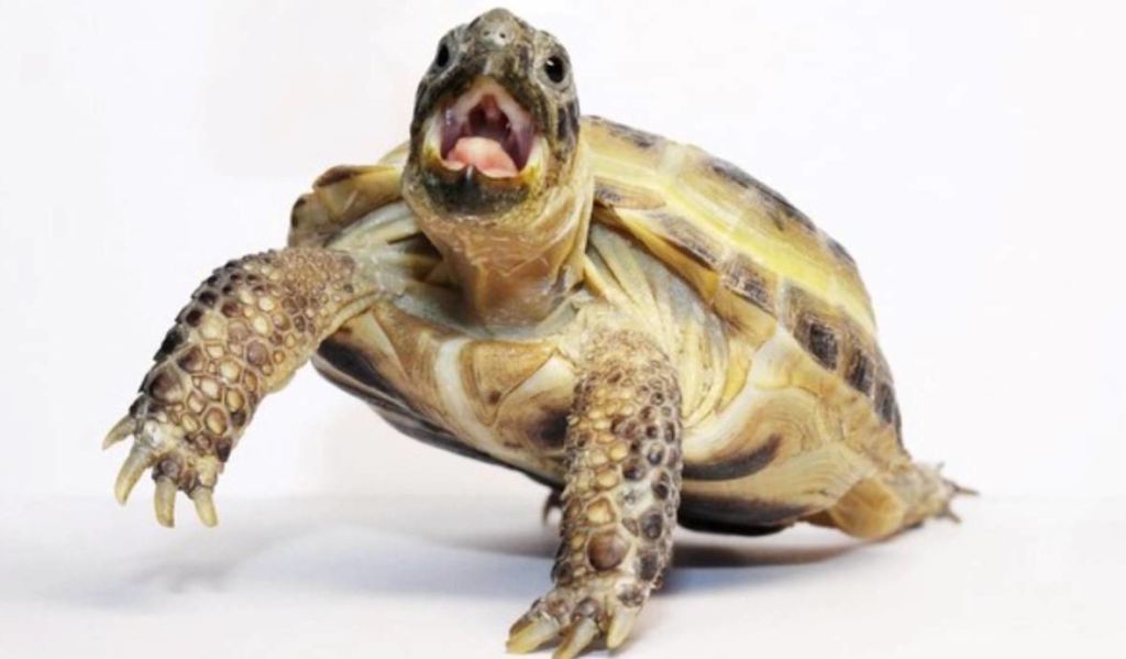 Среднеазиатская черепаха содержание и уход болезни