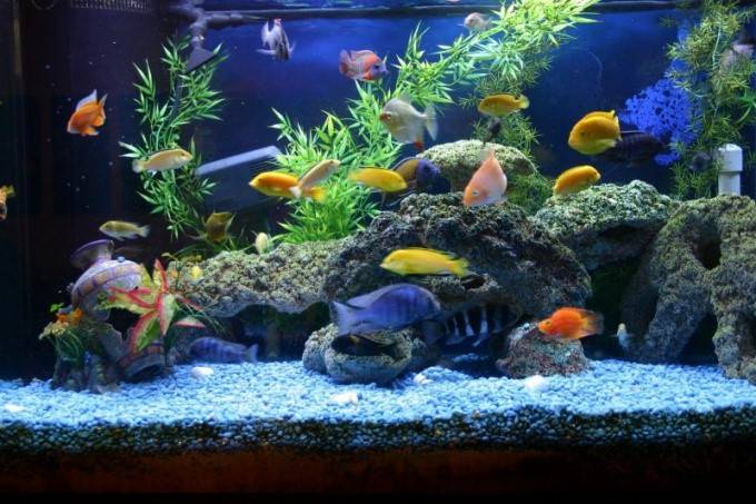 Как перезапустить аквариум после болезни рыб