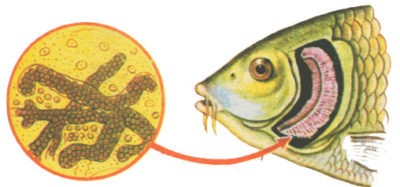 Болезни аквариумных рыб барбусов и их лечение