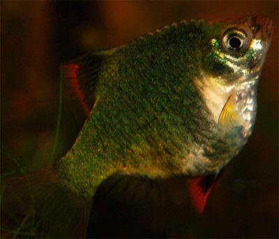 Болезни аквариумных рыб фото и их лечение барбус