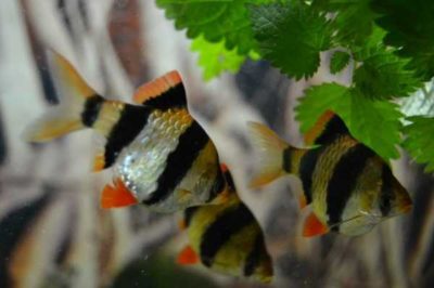 Болезни аквариумных рыб барбусов и их лечение