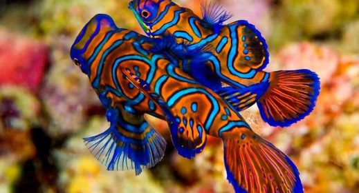 10 Найкрасивіших акваріумних рибок