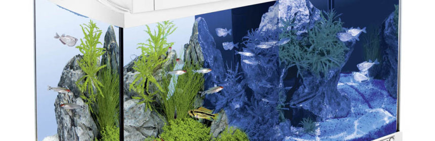 Кращий розмір акваріума для початківців - маленький чи великий акваріум?
