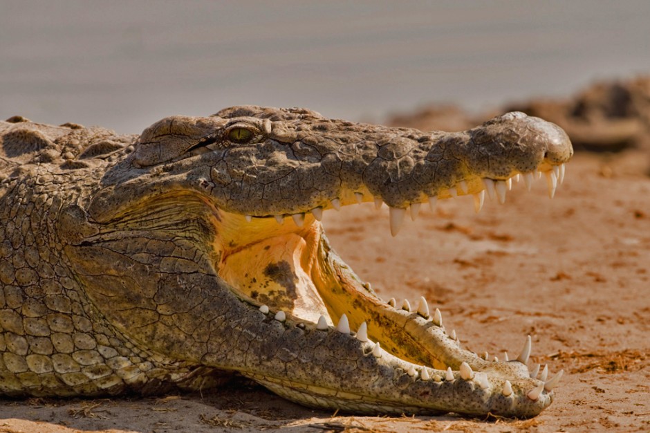 Крокодил живет в африке. Нильский крокодил в саванне. Африканский крокодил. Западноафриканский крокодил. Крокодил в Африке.