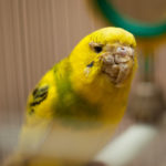 Болезни попугаев:виды,фото,симптомы,лечение,описание