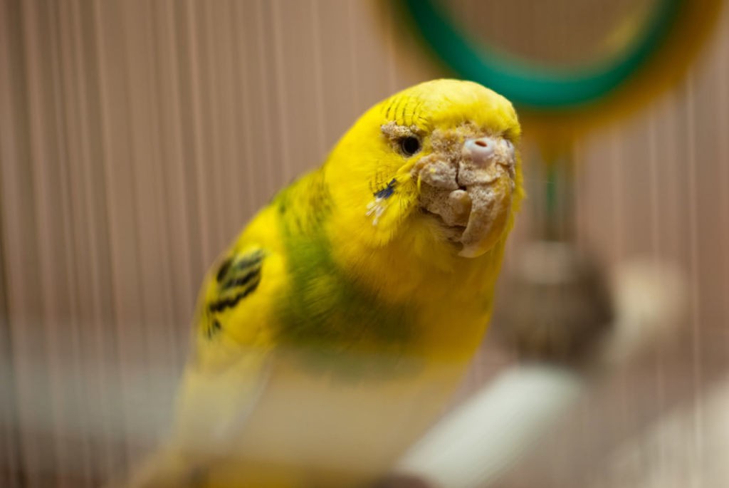 Болезни попугаев:виды,фото,симптомы,лечение,описание