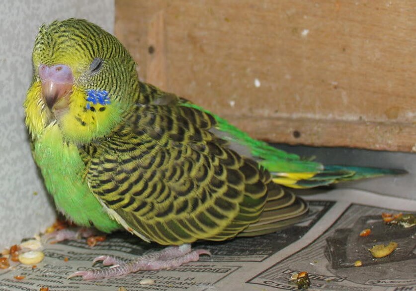 Болезни волнистых попугаев их симптомы и лечение фото и описание