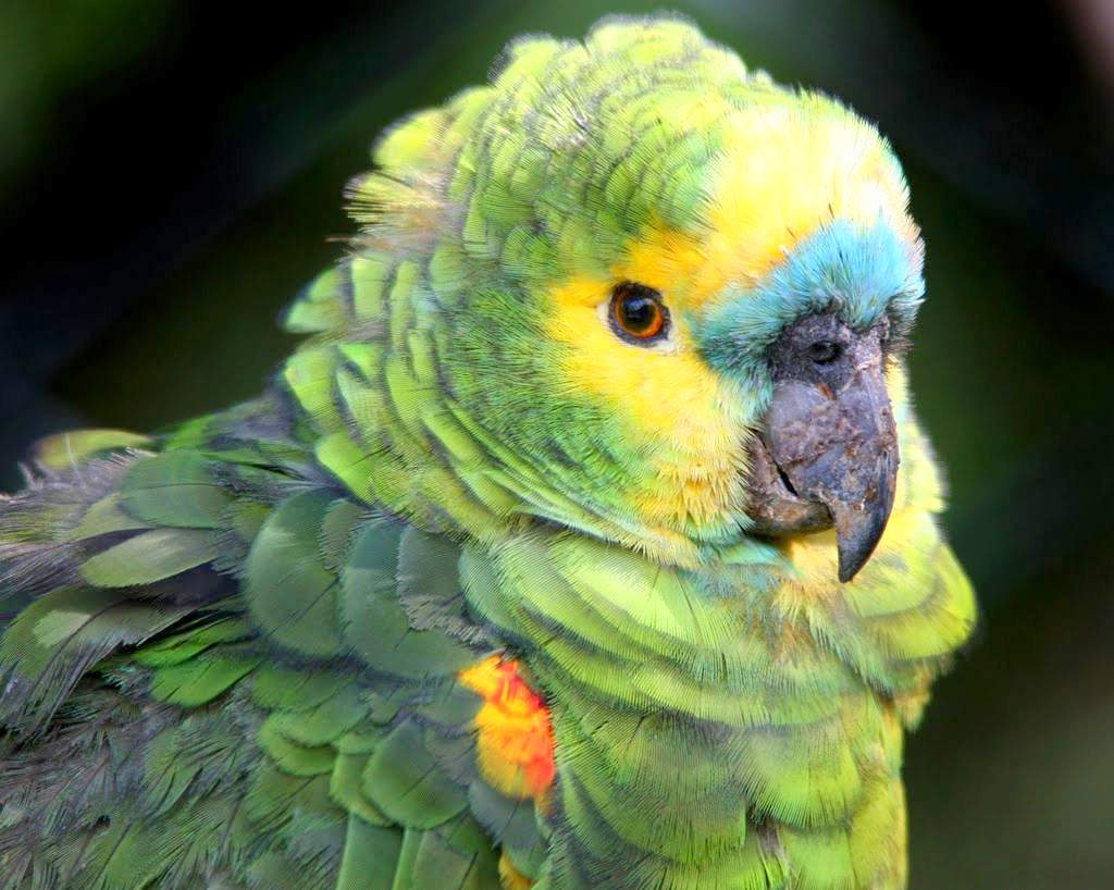 Амазон попугай