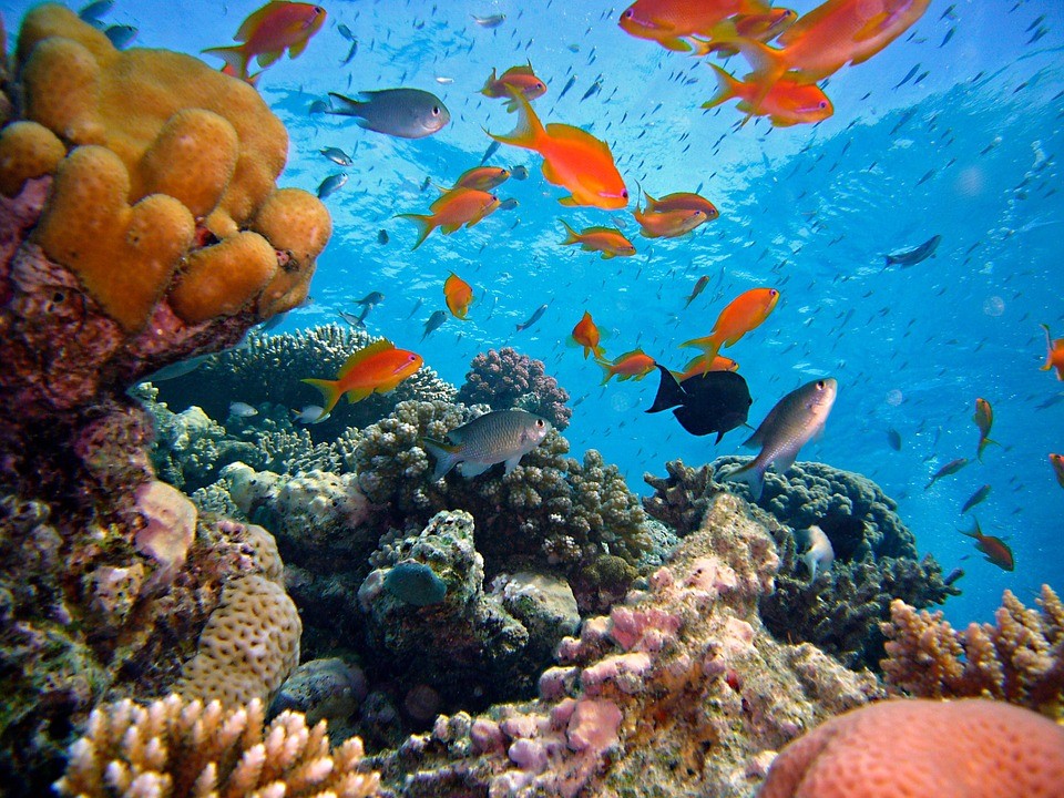 Лучшие коралловые рифы мира