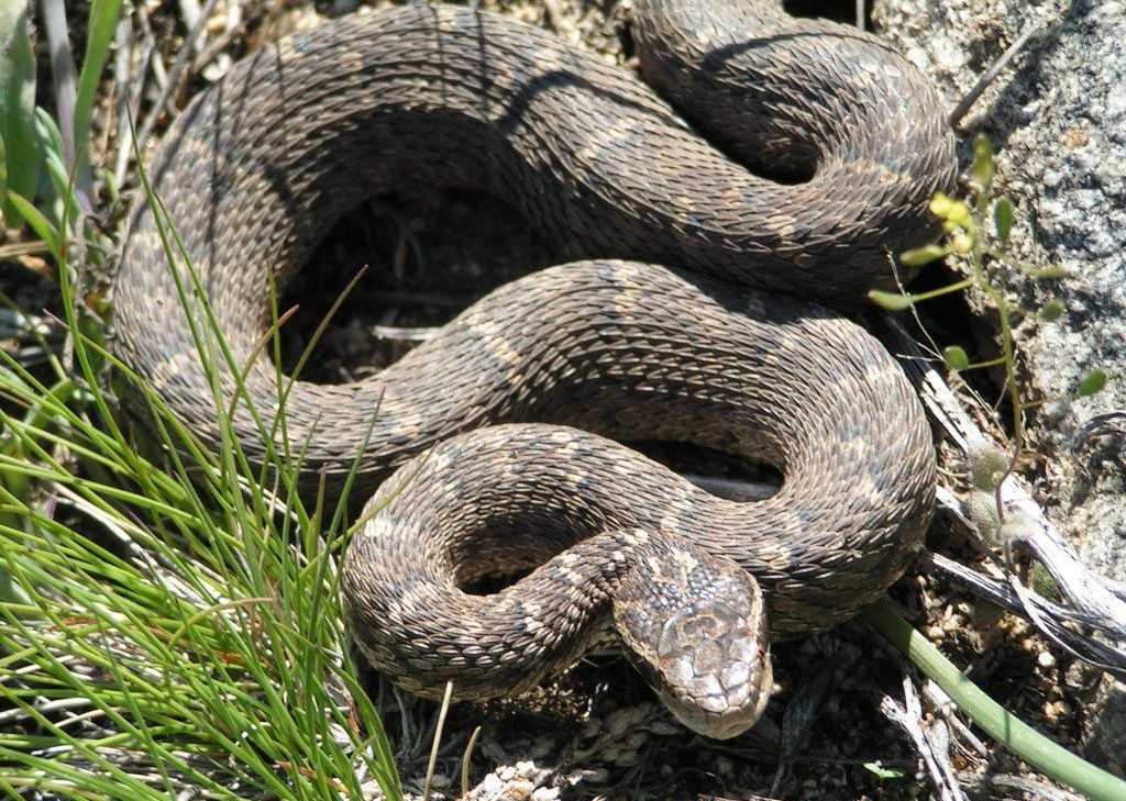 Щитомордник змея дальневосточный фото