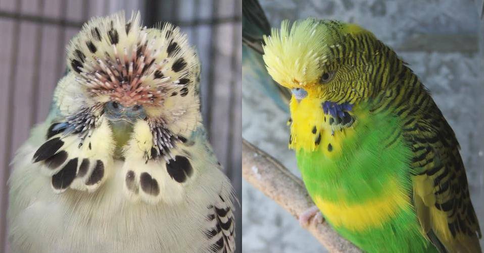 Болезни волнистых попугайчиков: фото,описание