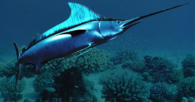 Рыба меч: фото, описание, распространение и размножение