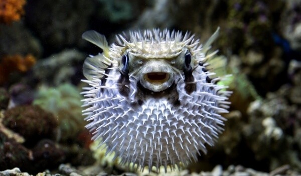 Рыба фугу: описание,фото,ядовита или нет,содержание в аквариуме
